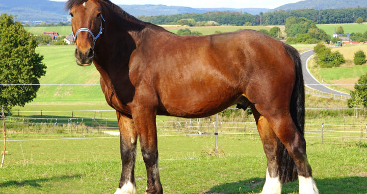 Ballindaggin „Prince“